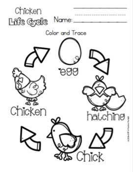chicken life cycle for toddlerspreschool printable  tpt