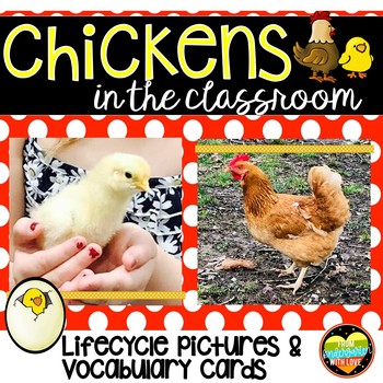 Preview of Chicken Life Cycle  Hatching Eggs In the Classroom