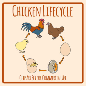 Chicken Lifecycle / Life Cycle - Farm Animals / Birds Rooster Chick Egg ...