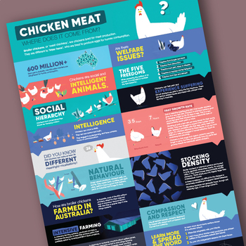 Preview of Infographic | Chicken Meat: Where Does It Come From?
