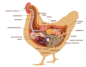 Preview of Chicken Reproduction Bundle (Hen Reproduction System, Egg Structure, Embryos)