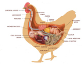 Chicken Reproduction Bundle (Hen Reproduction System, Egg 