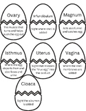 Chicken Reproduction Definitions Matching