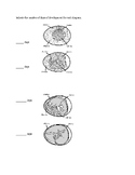 Chicken Reproduction Exam