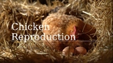 Chicken Reproduction PowerPoint (Egg formation, Egg parts,