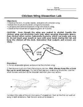 chicken wing dissection drawing