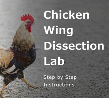 Preview of Chicken Wing Dissection Lab - Comparative Anatomy, Evolution, Types of Tissues