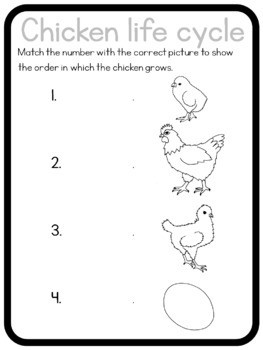 Chicken life cycle circle time questions by Little Blue Orange | TpT