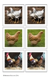 Chicken matching cards