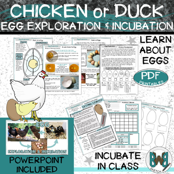 Preview of Chicken or Duck Egg Incubation Life Cycle and Egg Anatomy