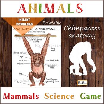 Laminated Primates Educational Science Chart Print Poster 24x36