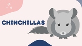 Chinchilla- Small Animal Science Unit