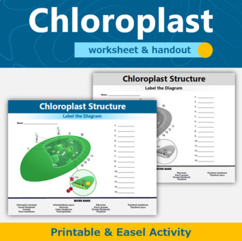 Chloroplast Worksheet Answers