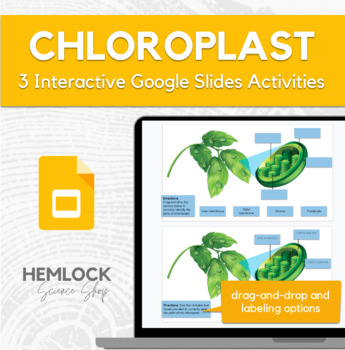 Preview of Chloroplast - drag-and-drop/labeling activities in Slides