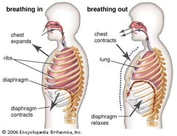 Preview of Choir Distance Learning or Sub Plan- Breathing Anatomy and Exercises Google Form