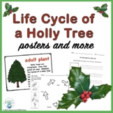 Christmas Activity Plant Life Cycle 
