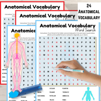 Preview of Anatomical Vocabulary Printable Human Body Word Search