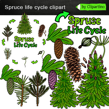 Preview of Christmas tree life cycle Clip Art /Spruce life cycle /Commercial use