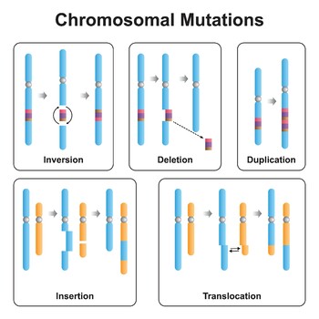Preview of Chromosomal Mutations Types.