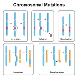 Chromosomal Mutations Types.