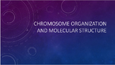 Chromosome Organization and Molecular Structure