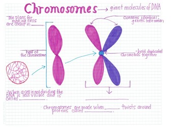 Chart Of Chromosomes