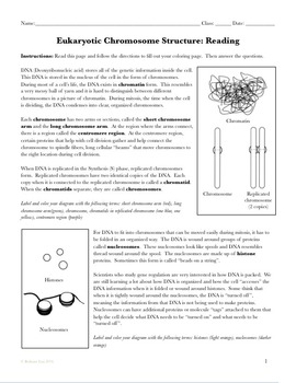 Chromosome Structure Coloring Diagram Page by Science With Mrs Lau