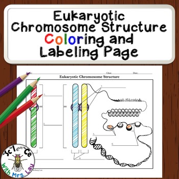 Preview of Chromosome Structure Coloring Diagram Page
