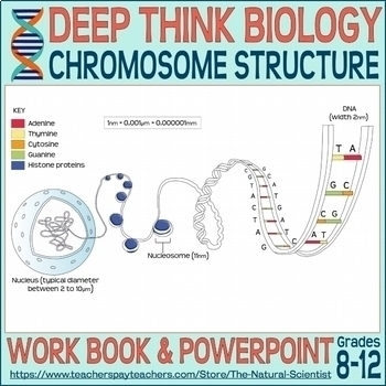 Preview of Chromosome Structure - Deep Think Biology Lesson 3