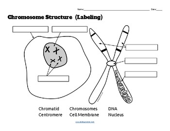 chromosome structure labeled