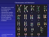 Chromosome and Inheritance
