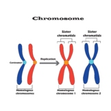 Chromosome structure colorful diagram.