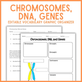 Chromosomes, DNA,  Genes Vocabulary Graphic Organizer | Bi