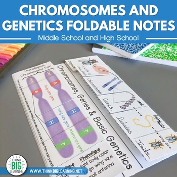 Preview of Chromosomes, Genes & Basic Genetics Foldable Notes