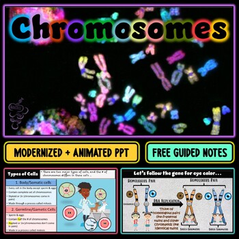 Preview of Chromosomes Interactive PowerPoint Slideshow + FREE Guided Notes