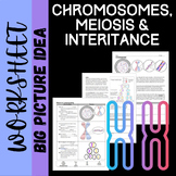 Chromosomes, Meiosis and Inheritance: The Big Picture