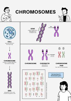 Preview of Chromosomes Poster