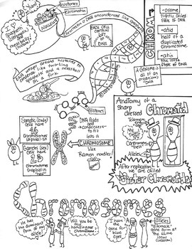 Chromosomes Sketch Notes Doodle Notes W/Teacher's Guide & Student Notes!