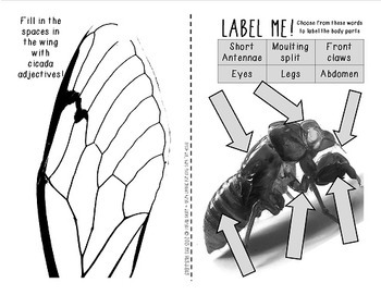 cicada diagram