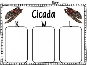 Cicada Life Cycle by Mrs Hoffer's Spot | Teachers Pay Teachers