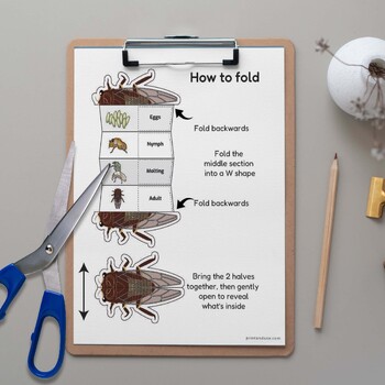 Cicada Life Cycle Activity Pack | Digital Download | Foldable Science Craft