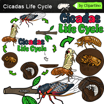 Preview of Cicada Life Cycle Clip art/ Bugs & Insects Clip Art Commercial use