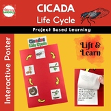 Cicada Life Cycle of an Insect Project