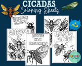 Cicadas Coloring Sheets - Cicada insects bugs Coloring Pag
