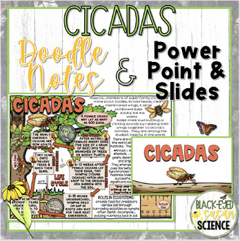 Preview of Cicadas Doodle Notes & Quizzes (PDF and Google Form) + PowerPoint/Google Slides