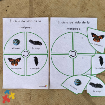 Preview of Ciclo de Mariposa Bundle | Butterfly Lifecycle Lesson (Spanish) PK-E