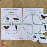 Ciclo de Mariposa Bundle | Butterfly Lifecycle Lesson (Spa