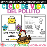 Ciclo de Vida de pollitos gallina gallo Hen life cycle in Spanish