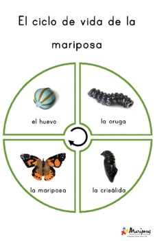Preview of Ciclo de la Mariposas POSTER/PUZZLE | Butterfly Lifecycle (Spanish) PK-Elementar