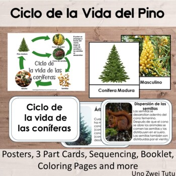 Preview of Ciclo de la Vida del Pino - Coniferas En Español - Christmas Montessori